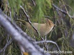 Phylloscopus umbrovirens