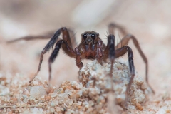 Trabea paradoxa