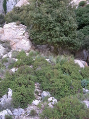 Hypericum balearicum