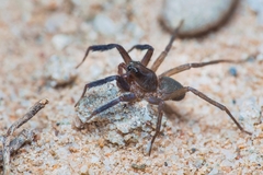 Trabea paradoxa
