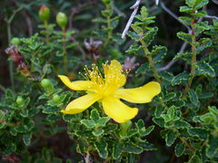 Hypericum balearicum
