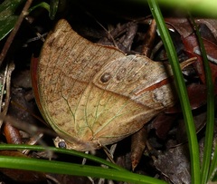Charaxes varanes varanes