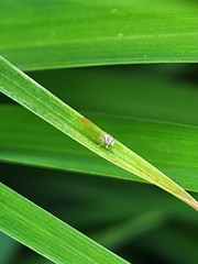 Psylla buxi