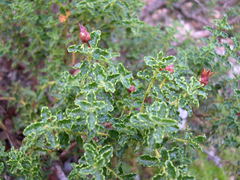 Hypericum balearicum