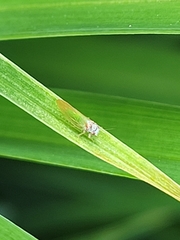 Psylla buxi