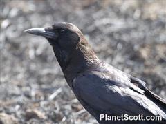 Corvus capensis