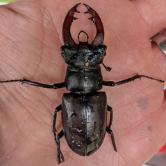 Lucanus cervus