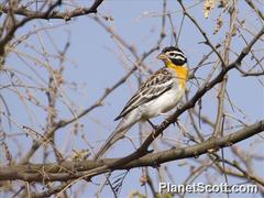 Emberiza poliopleura