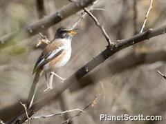 Cercotrichas leucophrys