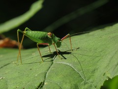 Poecilimon schmidtii
