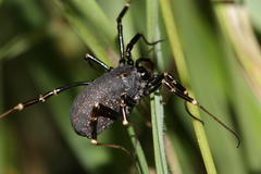 Egaenus convexus