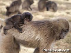 Theropithecus gelada