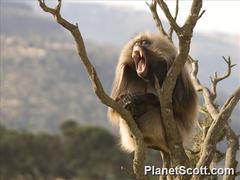 Theropithecus gelada