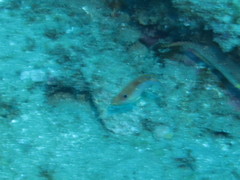 Madagascar Wrasse photo 4