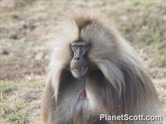 Theropithecus gelada