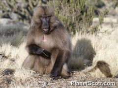 Theropithecus gelada