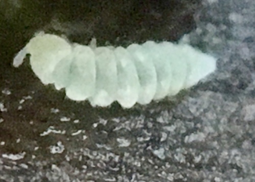 Kalaphorura burmeisteri