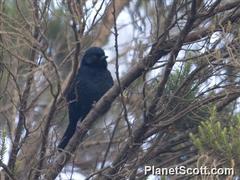 Melaniparus leuconotus