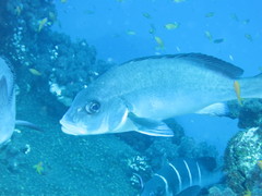 Plectorhinchus playfairi