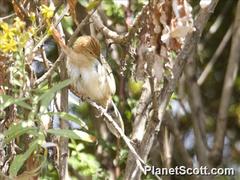 Cisticola robustus