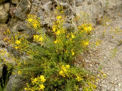 Hypericum coris