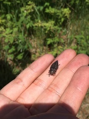 Buprestis striata