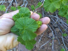 Ribes viscosissimum