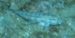 Gnatholepis cauerensis