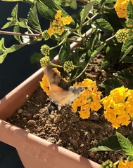 Macroglossum stellatarum