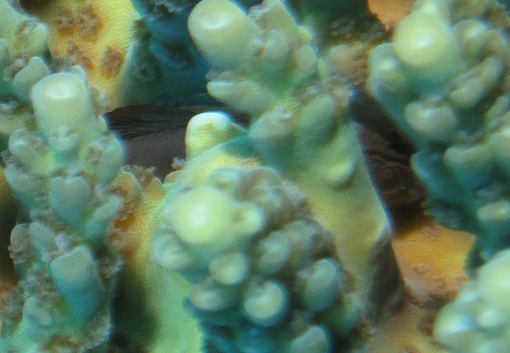 Pygmy coral croucher