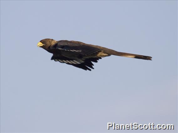 Eastern Plantain-Eater