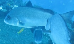 Plectorhinchus chubbi