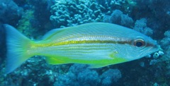 Lutjanus lutjanus