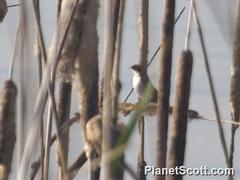 Hirundo smithii