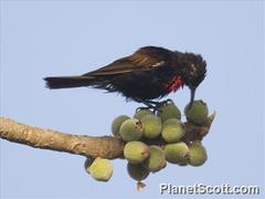 Chalcomitra senegalensis