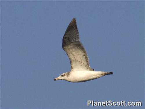 Pallas's Gull