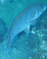 Chirodactylus jessicalenorum