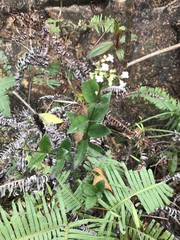 Oldenlandia vachellii