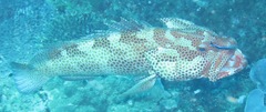 Epinephelus posteli