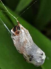 Apis mellifera