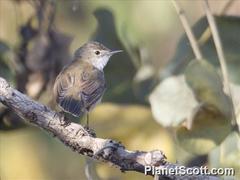 Acrocephalus palustris