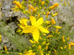 Hypericum coris