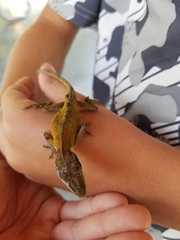 Anolis carolinensis