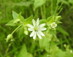Cerastium nutans