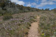 Brachyscome rigidula