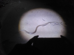 Arizona elegans philipi