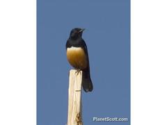 Thamnolaea cinnamomeiventris