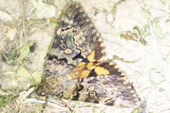 Catocala desdemona