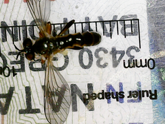 Dioctriinae
