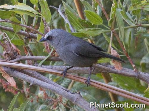 Abyssinian Catbird (Sylvia galinieri), photo 9